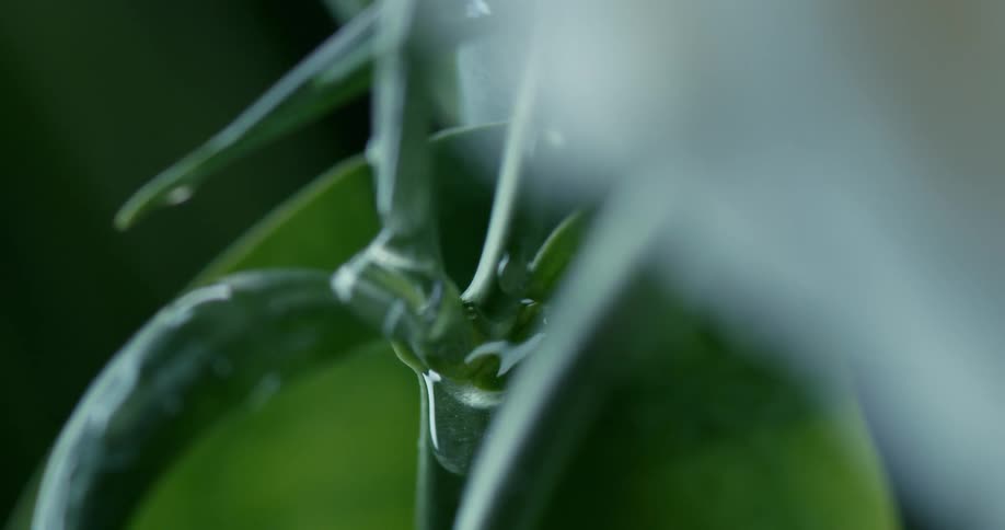 Water drips down the plant