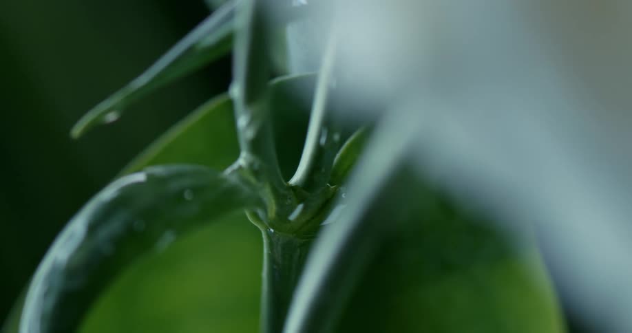 Droplet falls off green plant