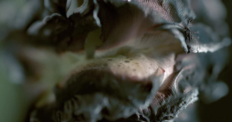 Close up of fire charring white rose petals