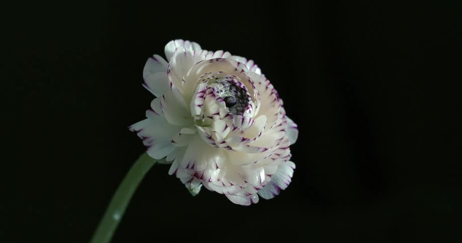 A drop of water falls from a white and purple flower