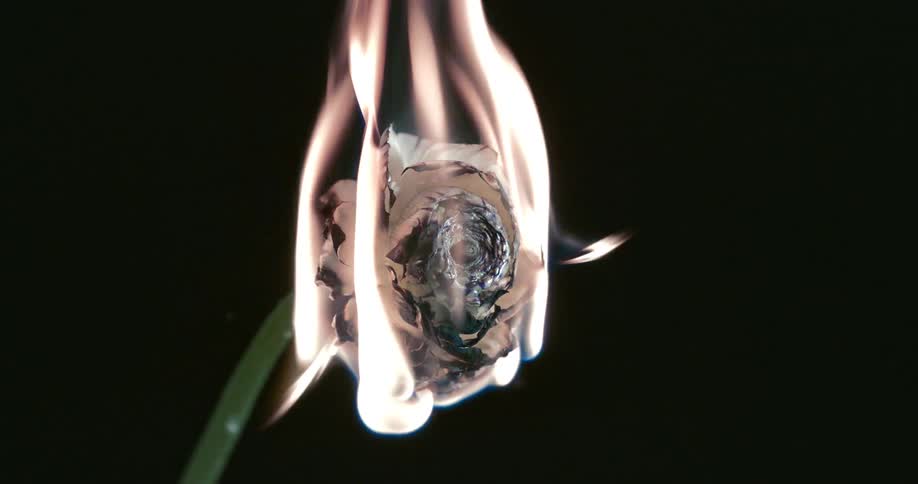 Flames consume a white rose on a black background