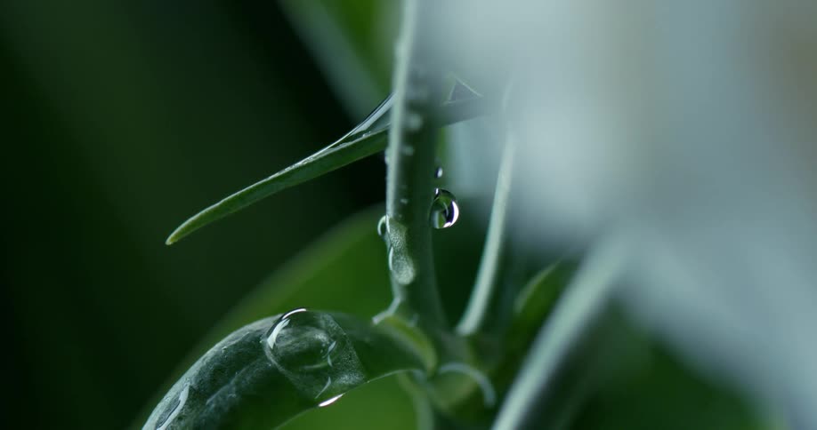 Droplet of water on a plant