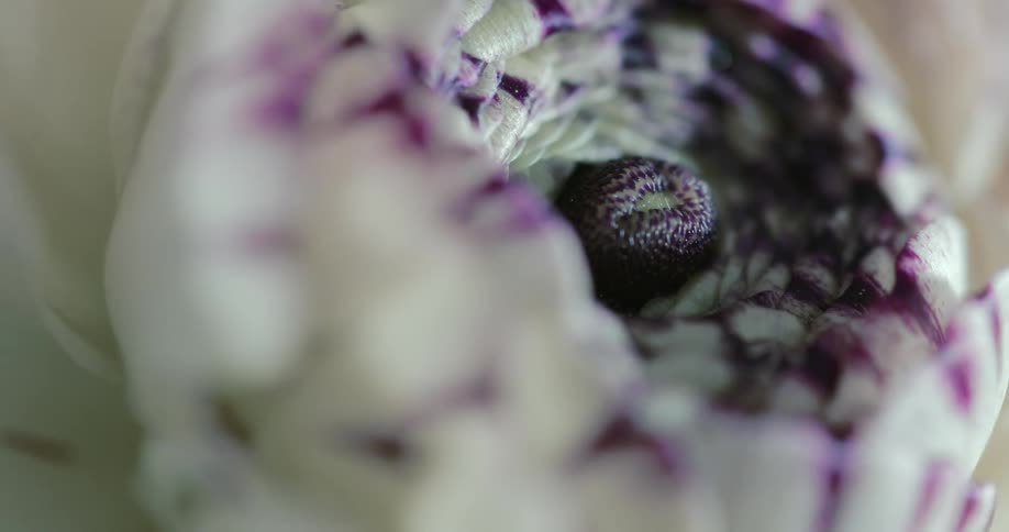 The stigma of a white and purple flower