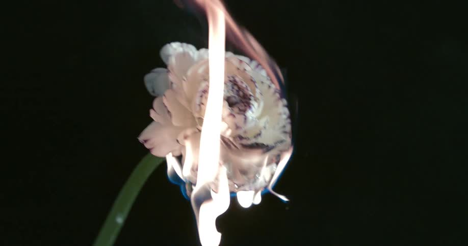 A single flower is being burned by a flame