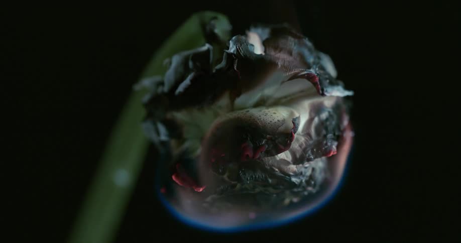 The flower burns to ash