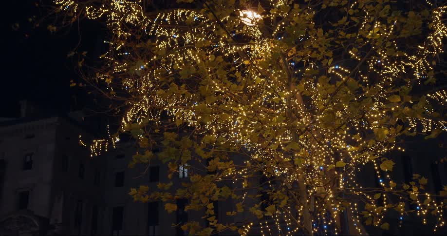 A night clip of a decorated tree filled with lights