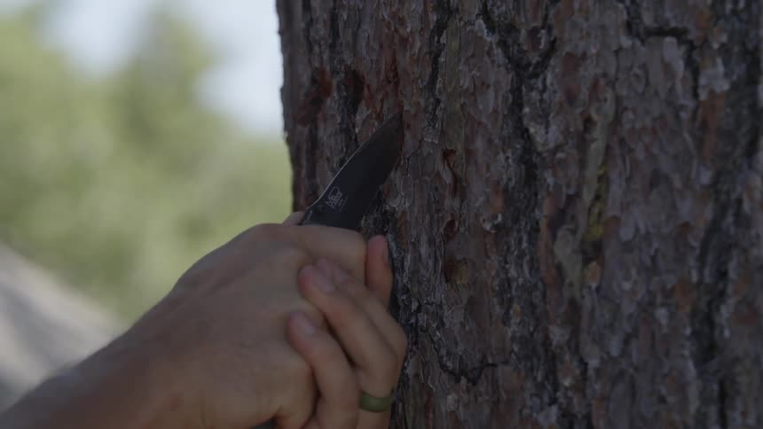 A person is carving into a tree with a knife
