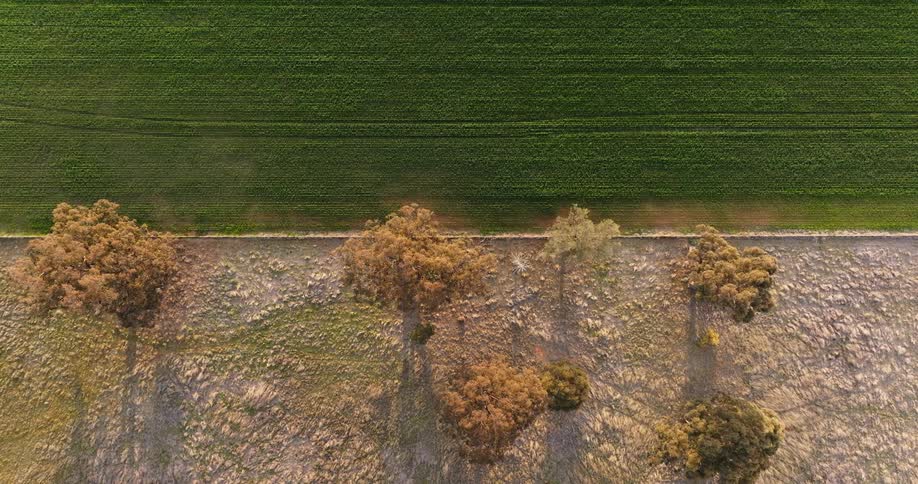 Aerial view of a green field and brown trees