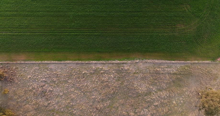 The field is full of green grass