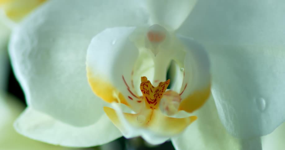 A flower with white petals with drops of water running down
