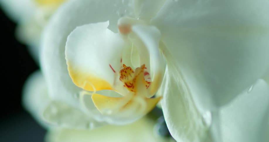 Drops of water roll down the petals of a white flower