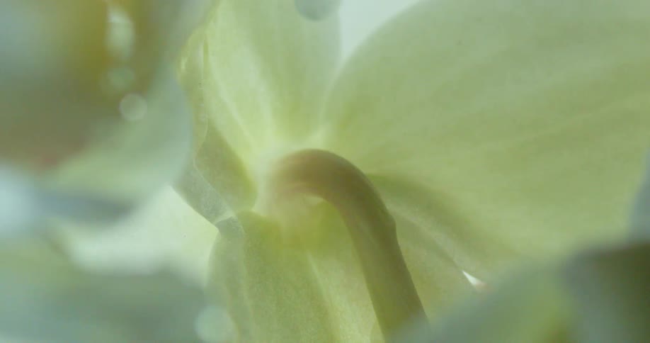 A drop of water falling from the white petals of a flower