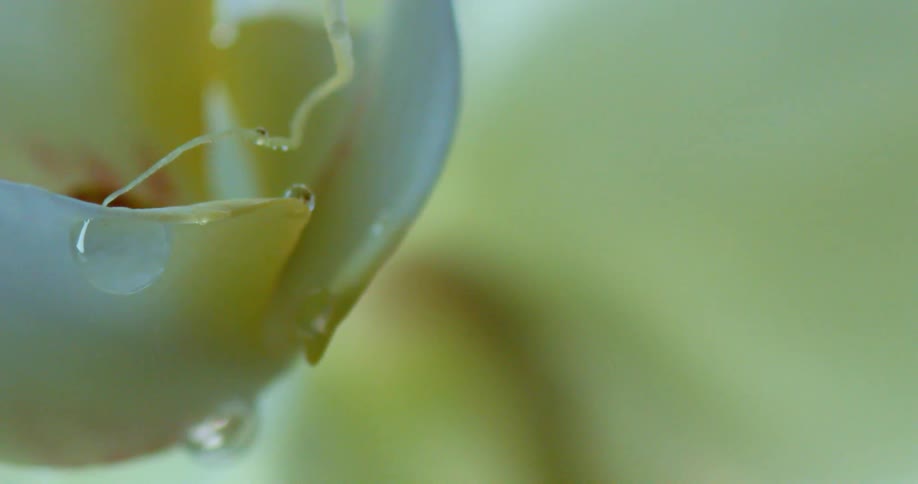 Droplets landing on a white flower