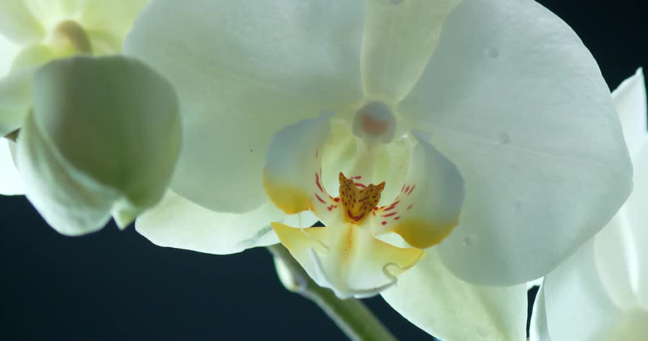 White orchid flower with a water droplet falling