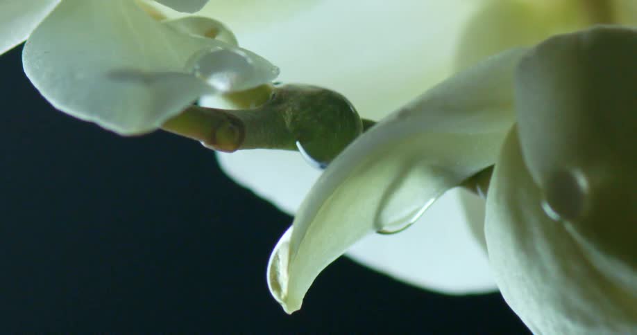 Drops of water on flowers at night