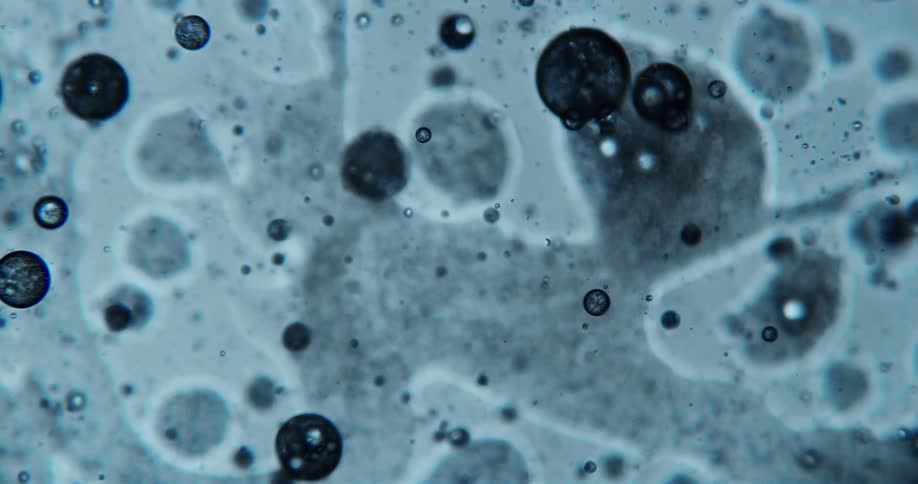 The little bubbles float in the water