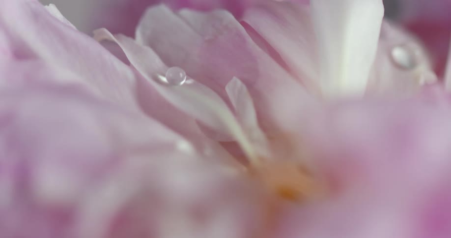 A dew droplet falls on a flower petal and holds its round shape