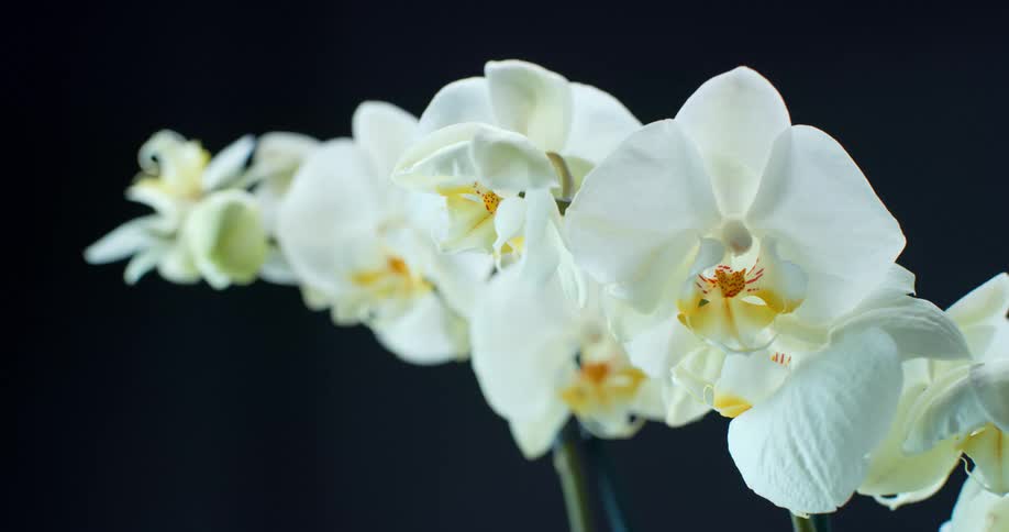 A close up clip of a white flower