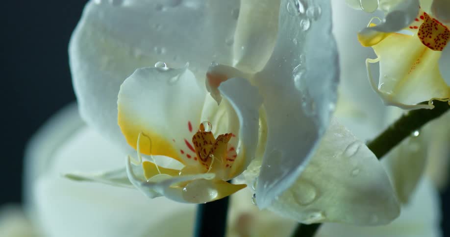 A white orchid moves as rain falls on its petals