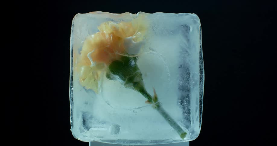A yellow flower in a box of ice in the dark