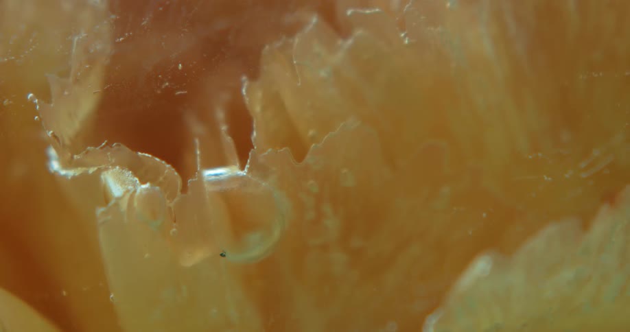 A yellow honey hive