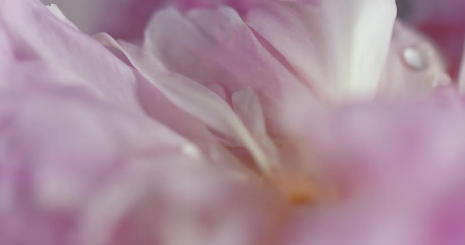 A drop of water rolls down the petals of a pink and white flower