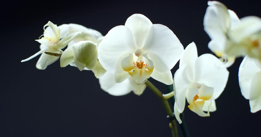 A closeup of a white orchid plant against a black background