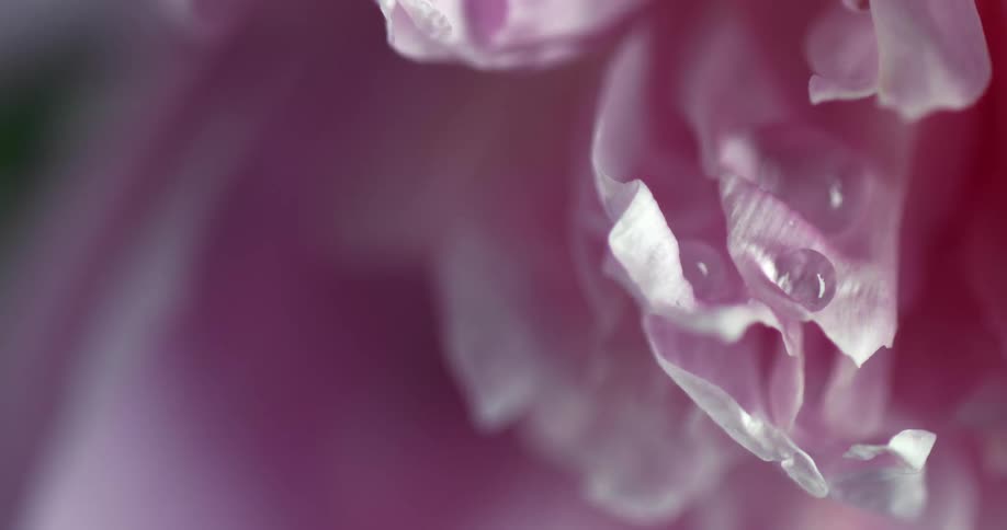 Drops of water sit on the petals of a pink and white flower