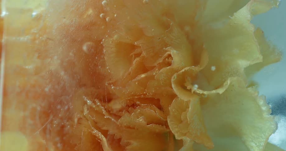Closeup of bee honey tablet