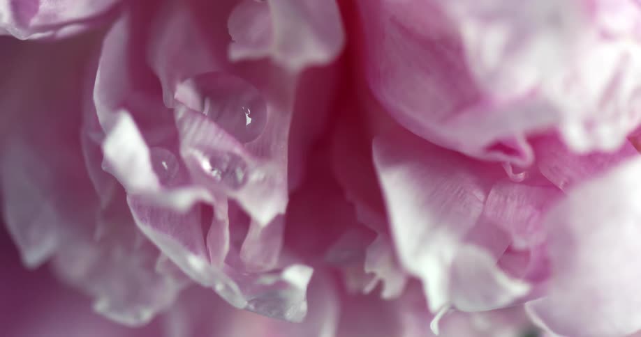 Water droplets on pink rose