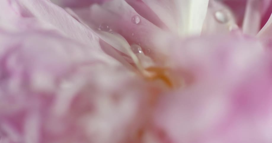 Closeup of water drops on flower petals