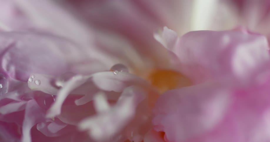 Drops of water falling on orchid petals