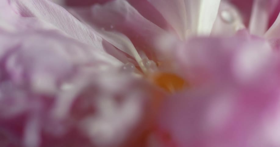 Water drips on the flower