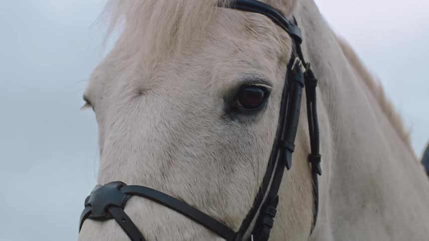 A white horse in nature