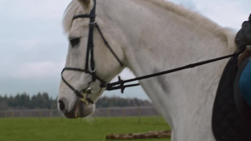 A white horse with several ropes on its head being ridden by a person