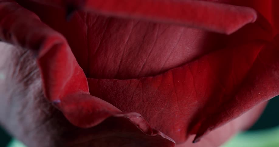 The flower petals are red