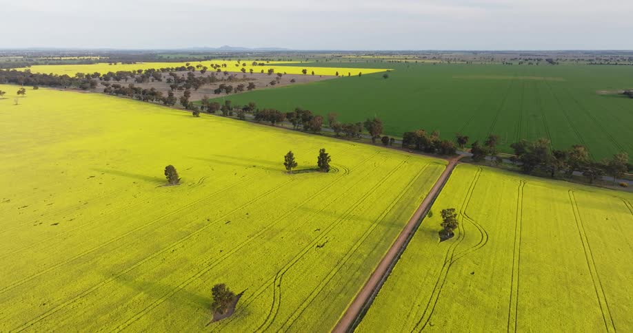 A dirt road passing through huge yellow patches of grass