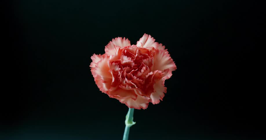 A pink carnation with lush petals and green stem with a black background