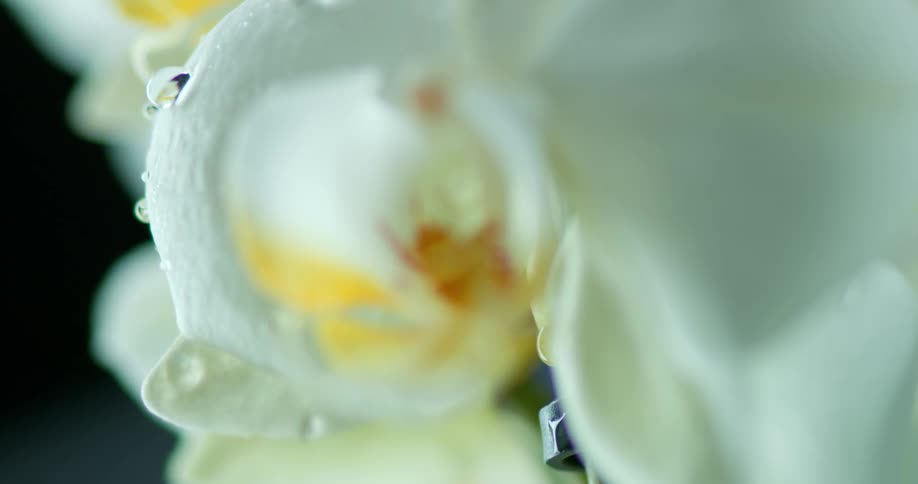 Light shines on a white orchid as raindrops roll off its petals