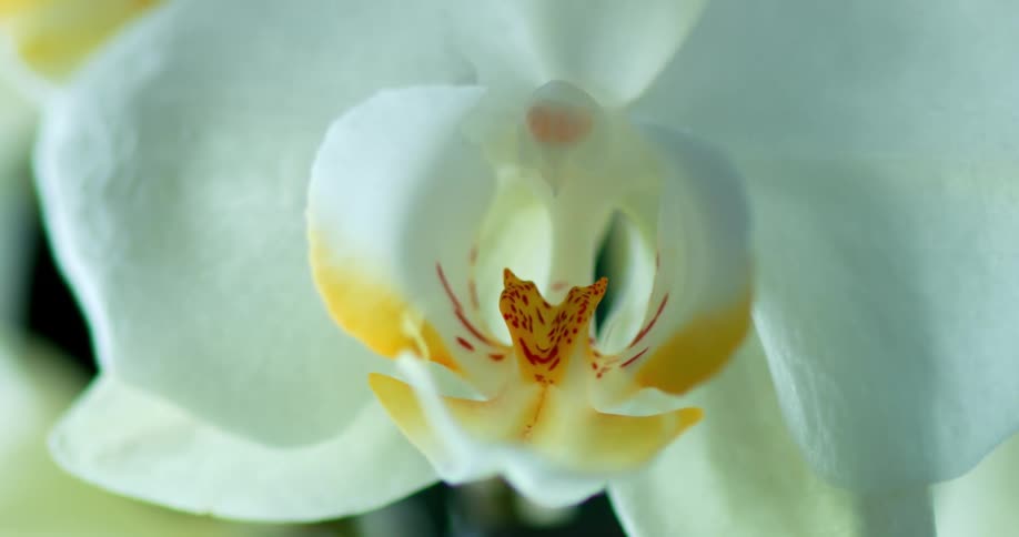 Drops of water on the petals of the white flower