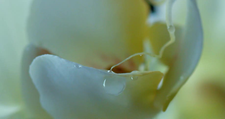Water drips on the flower