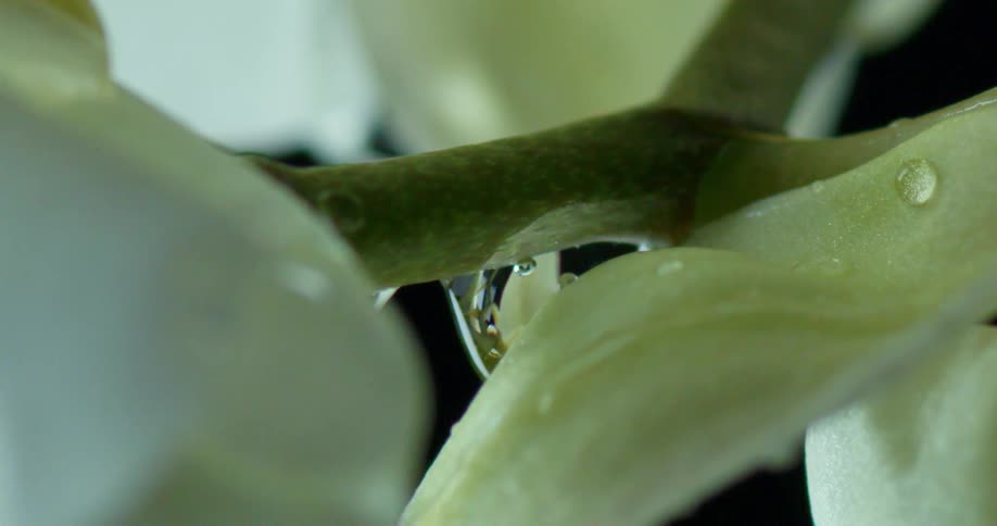 Extreme closeup on a white flower with water droplets falling