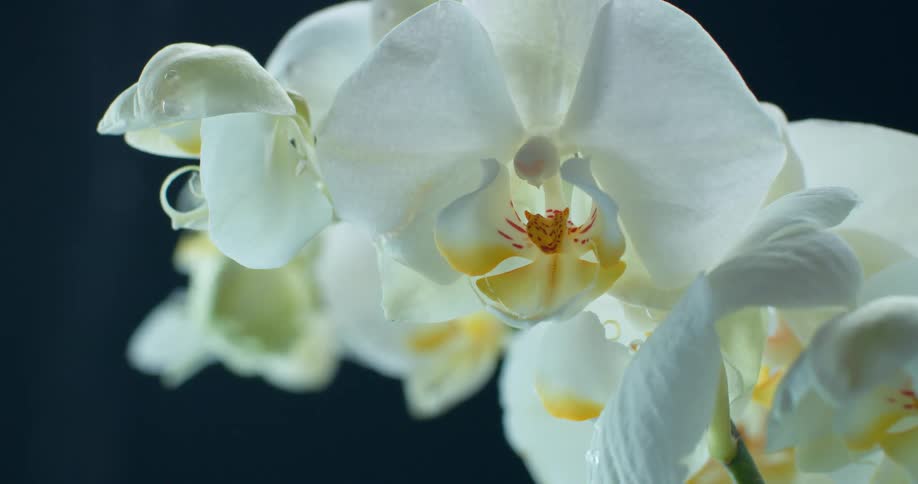 Water droplets drip from a white orchid