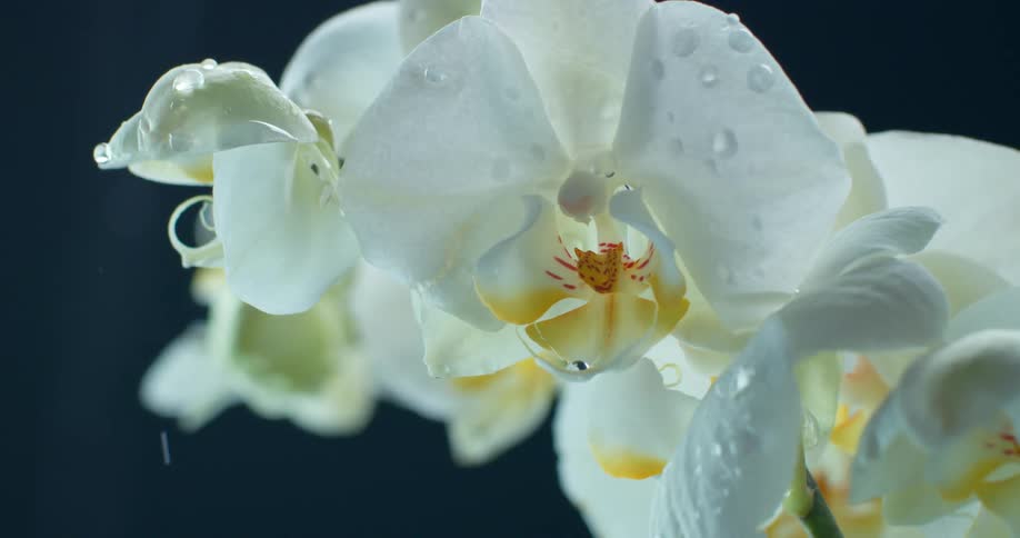 A white orchid moves as raindrops fall on its petals