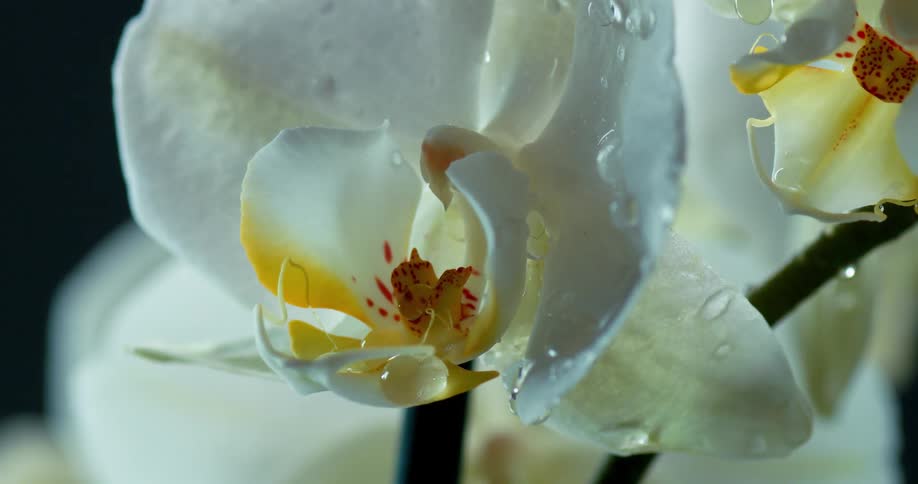 A white orchid moves as water droplets drip from the petals