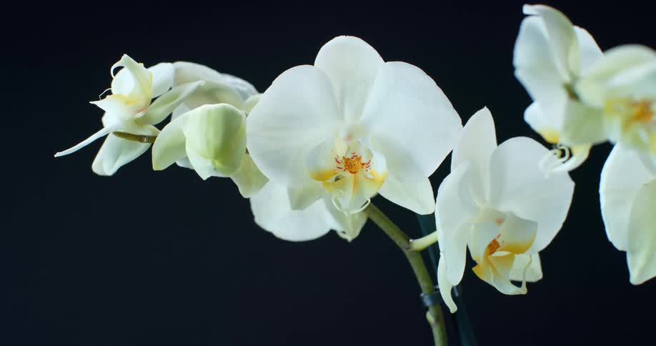 Light shines upon white orchids in a dark environment