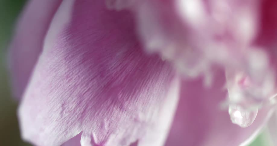 Closeup of the pink petal