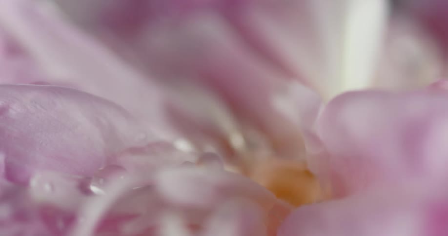Water drops on flowers