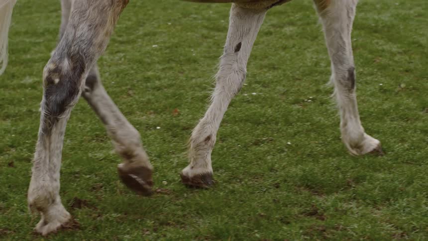 A white horses legs walk on a grassy field carrying a rider