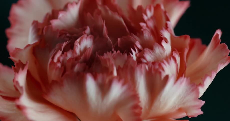 Still life of a flower